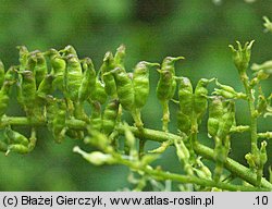 Actaea europaea (pluskwica europejska)