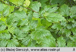 Actaea europaea (pluskwica europejska)