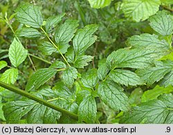 Actaea europaea (pluskwica europejska)