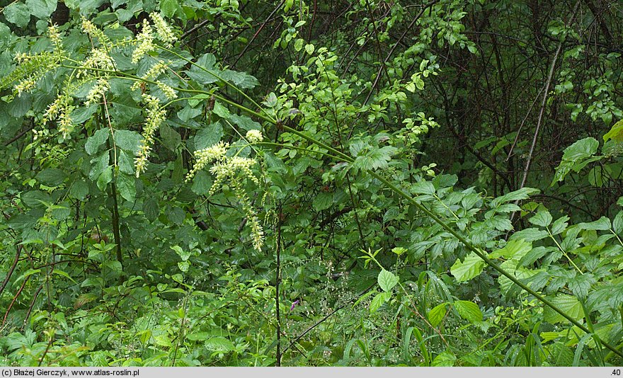 Actaea europaea (pluskwica europejska)