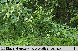 Actaea europaea (pluskwica europejska)