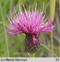 Cirsium pannonicum (ostrożeń pannoński)