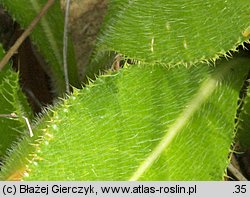 Cirsium pannonicum (ostrożeń pannoński)