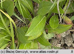 Cirsium pannonicum (ostrożeń pannoński)