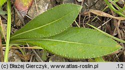 Cirsium pannonicum (ostrożeń pannoński)