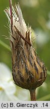 Cirsium pannonicum (ostrożeń pannoński)