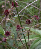 Comarum palustre (siedmiopalecznik błotny)