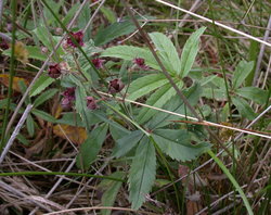 Comarum palustre (siedmiopalecznik błotny)