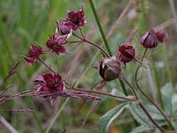 Comarum palustre (siedmiopalecznik błotny)