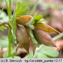 Corydalis pumila (kokorycz drobna)