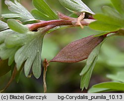 Corydalis pumila (kokorycz drobna)