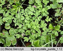 Corydalis pumila (kokorycz drobna)