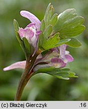 Corydalis pumila (kokorycz drobna)