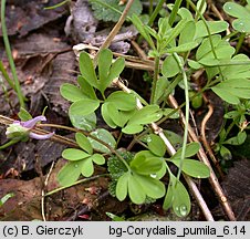 Corydalis pumila (kokorycz drobna)