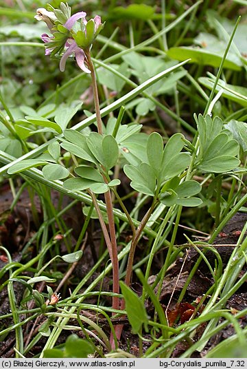 Corydalis pumila (kokorycz drobna)