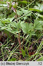 Corydalis pumila (kokorycz drobna)