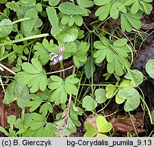 Corydalis pumila (kokorycz drobna)