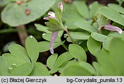 Corydalis pumila (kokorycz drobna)