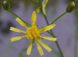 Crepis paludosa