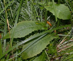 Crepis paludosa