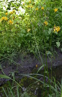 Crepis paludosa