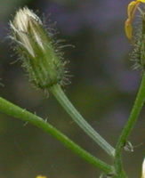 Crepis paludosa