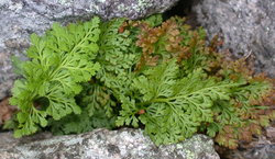 Cryptogramma crispa