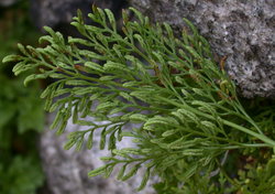 Cryptogramma crispa