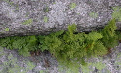 Cryptogramma crispa