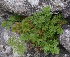 Cryptogramma crispa