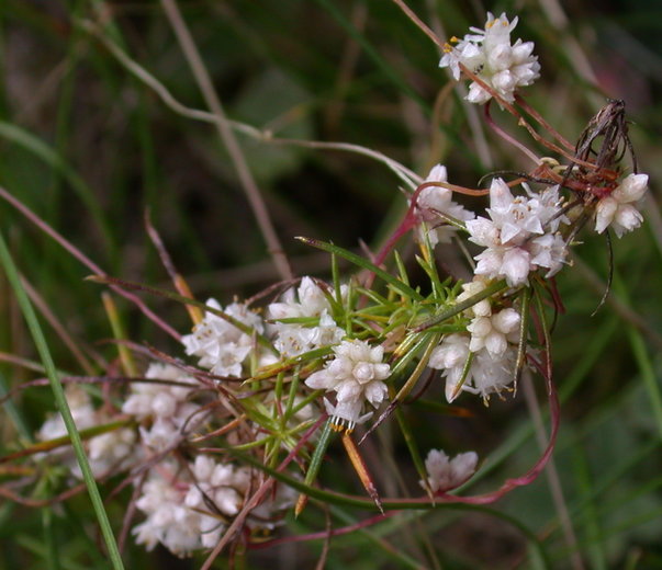 Cuscuta epithymum ssp. epithymum (kanianka macierzankowa)