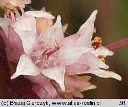 Cuscuta epithymum ssp. epithymum (kanianka macierzankowa)