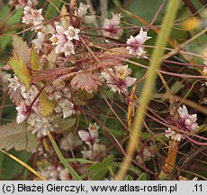 Cuscuta epithymum ssp. epithymum (kanianka macierzankowa)