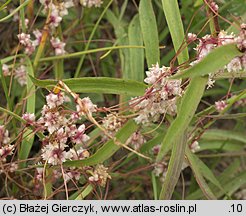 Cuscuta epithymum ssp. epithymum (kanianka macierzankowa)