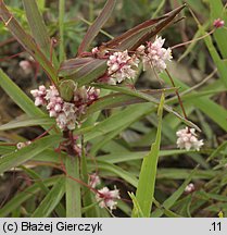 Cuscuta epithymum ssp. epithymum (kanianka macierzankowa)