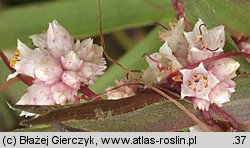 Cuscuta epithymum ssp. epithymum (kanianka macierzankowa)