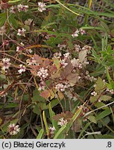 Cuscuta epithymum ssp. epithymum (kanianka macierzankowa)