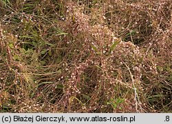 Cuscuta epithymum ssp. epithymum (kanianka macierzankowa)