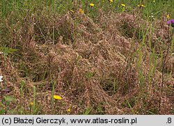 Cuscuta epithymum ssp. epithymum (kanianka macierzankowa)