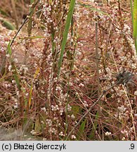 Cuscuta epithymum ssp. epithymum (kanianka macierzankowa)