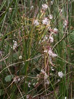 Cuscuta epithymum ssp. epithymum (kanianka macierzankowa)