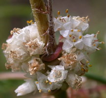 Cuscuta epithymum ssp. epithymum (kanianka macierzankowa)