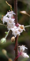 Cuscuta epithymum ssp. epithymum (kanianka macierzankowa)