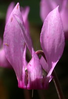 Cyclamen purpurascens