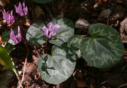 cyklamen purpurowy (Cyclamen purpurascens)