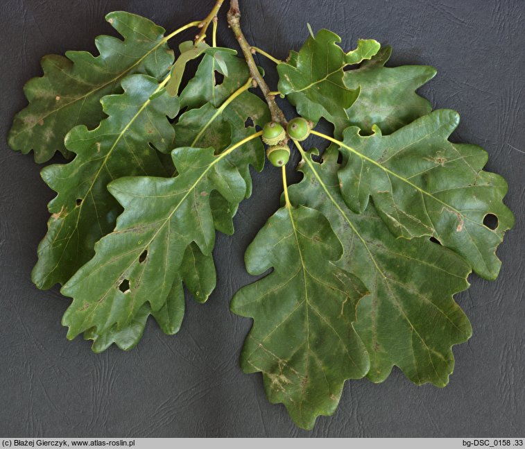 Quercus ×rosacea (dąb Bechsteina)