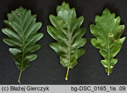 Quercus ×rosacea (dąb Bechsteina)