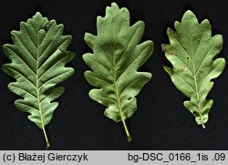 Quercus ×rosacea (dąb Bechsteina)