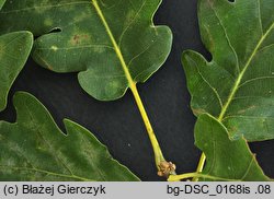 Quercus ×rosacea (dąb Bechsteina)