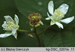 Rubus limitaneus (jeżyna pomorska)